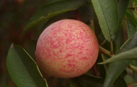 血桃是脆的还是软的