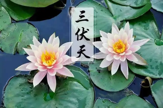 三伏天2022从哪天开始
