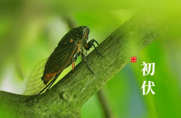 2022年入伏是几月几号几点几分