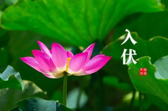 2022年入伏是几月几号几点几分