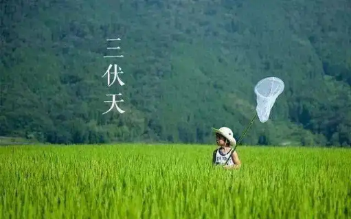 2022年三伏天是几月份到几月份