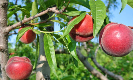 血桃放放会软吗