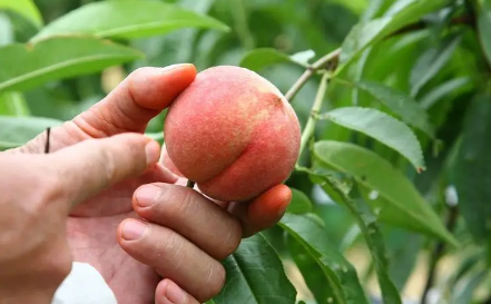 血桃放放会软吗