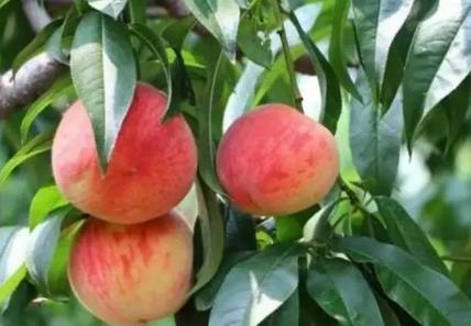 血桃能放冰箱吗