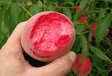 血桃一天吃几个最好