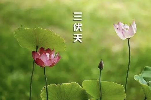 2022初伏中伏末伏是什么时间