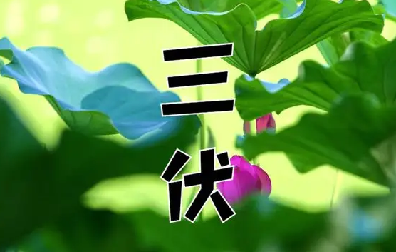 2022初伏中伏末伏是什么时间