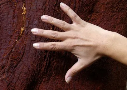 柔荑指女子的什么地方