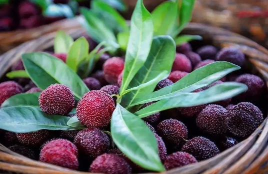 杨梅没有盐水怎么处理