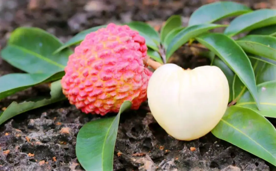 荔枝常温下一般能放几天