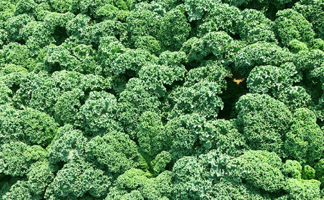 羽衣甘蓝是生菜吗