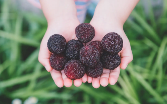 杨梅核吞进肚子会打灰尘吗