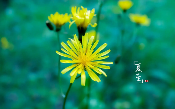 入伏是从哪个节气开始