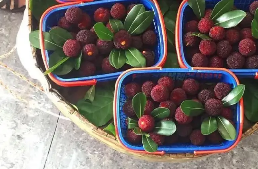 杨梅没用盐水泡就吃了怎么办