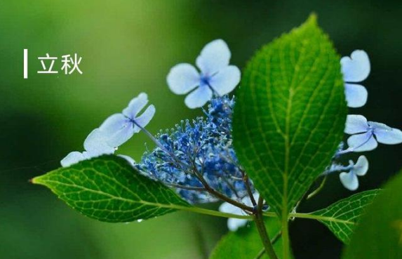 2022年是上午立秋还是下午立秋