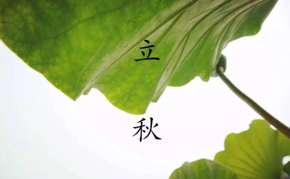 2022年立秋是公老虎还是母老虎