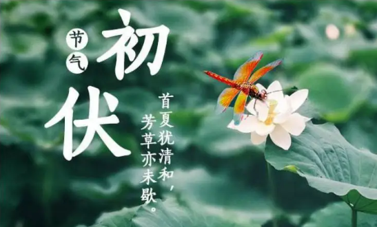 初伏吃什么食物好养生