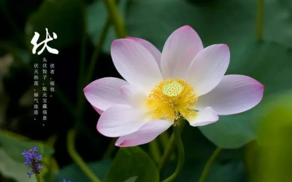 初伏吃什么食物好养生