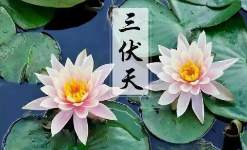 为什么三伏天排寒湿最好