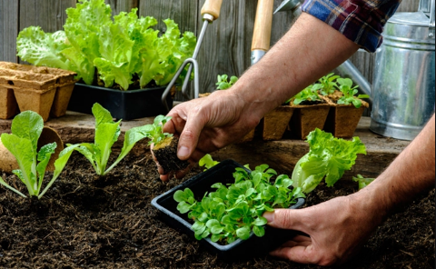 过了处暑还能不能种菜