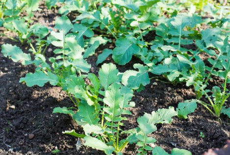 过了处暑还能不能种菜