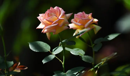 月季花叶子发黄枯萎是怎么回事