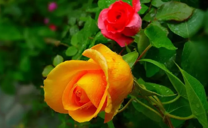 月季花叶子发黄枯萎是怎么回事