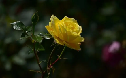 月季花叶子发黄枯萎是怎么回事