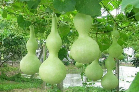 自家种的葫芦可以辟邪吗