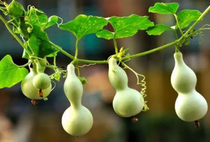 自家种的葫芦可以辟邪吗