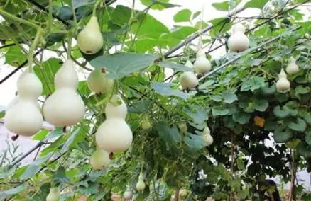 葫芦挂在家里哪里招财