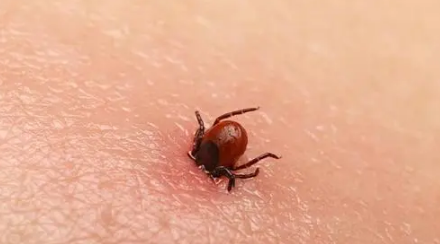 蜱虫一般在哪里会出现