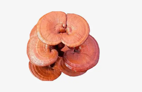 灵芝的正确吃法与用量与禁忌