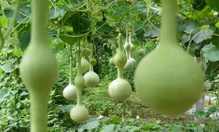 葫芦摆窗台中间好还是两边好