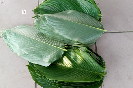 粽子叶是什么植物的叶子