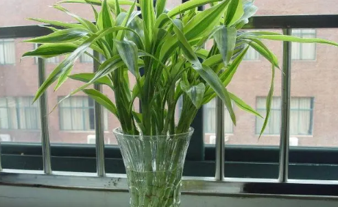 富贵竹怎么水养才旺盛