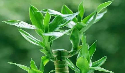 富贵竹怎么水养才旺盛