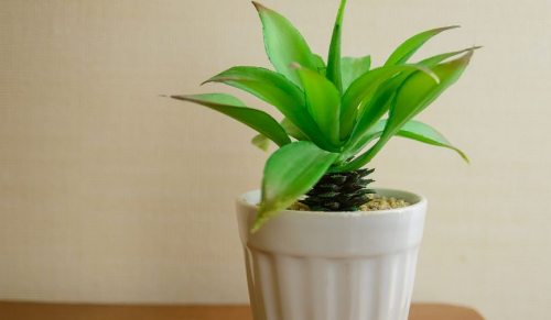 富贵竹水养多久能生根