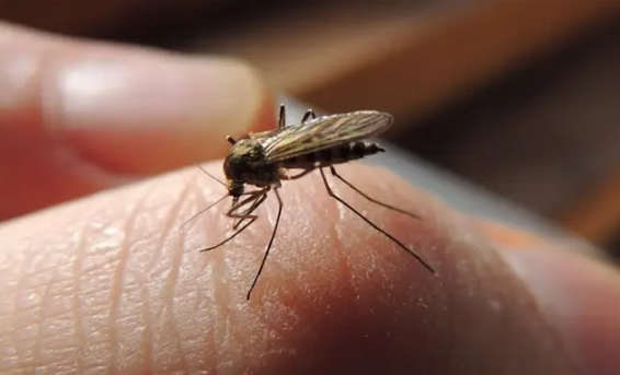 为什么一开灯蚊子就不见了