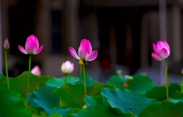 小暑和入伏是一回事吗