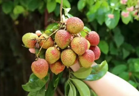 妃子笑荔枝是绿色还是红色