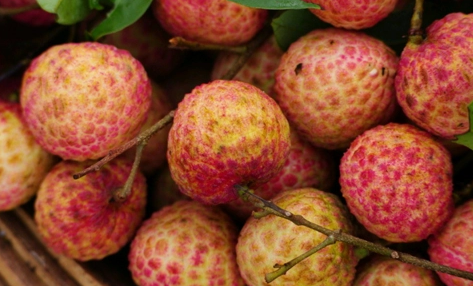 妃子笑荔枝是绿色还是红色