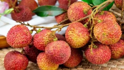 妃子笑荔枝绿色会变红吗