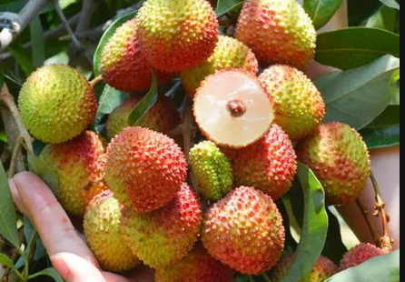 妃子笑荔枝多少钱一斤2022