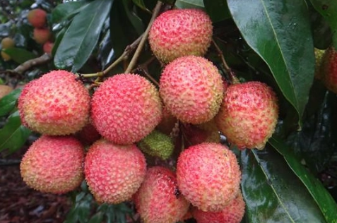 妃子笑荔枝多少钱一斤2022