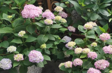 绣球花为什么不吉利