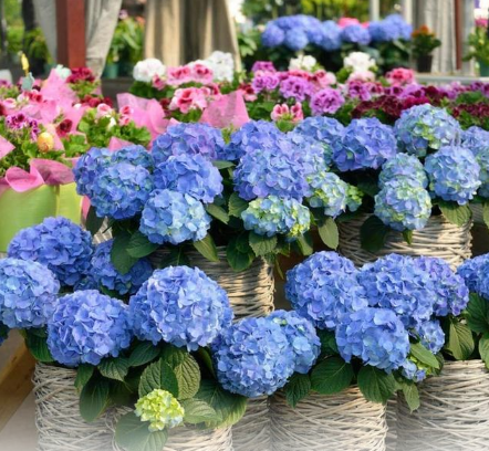 绣球花为什么不吉利