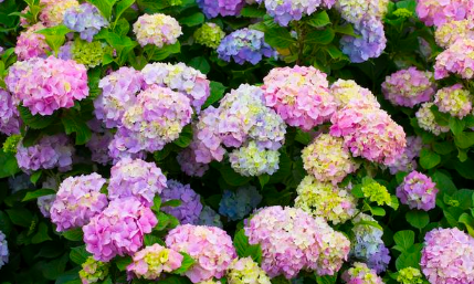 绣球花为什么不吉利