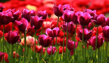 郁金香来年复花的几率真的很小吗