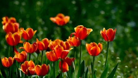 郁金香来年复花的几率真的很小吗